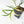 Philodendron Bipinnatifidum 'Tortum' Aurea Variegated (wk28-A)