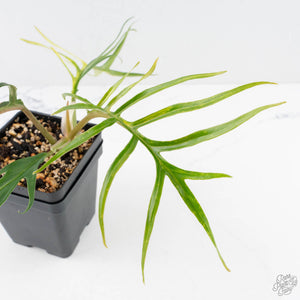 Philodendron Bipinnatifidum 'Tortum' Aurea Variegated (wk28-A)