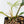 Philodendron Bipinnatifidum 'Tortum' Aurea Variegated (wk28-A)