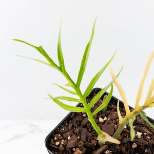 Philodendron Bipinnatifidum 'Tortum' Aurea Variegated (wk29-D)