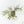 Philodendron Bipinnatifidum 'Tortum' Aurea Variegated (wk39-L178)