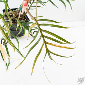 Philodendron Bipinnatifidum 'Tortum' Aurea Variegated (wk39-L178)