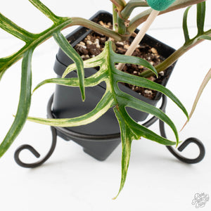 Philodendron Bipinnatifidum 'Tortum' Aurea Variegated (wk39-L178)