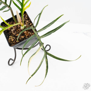 Philodendron Bipinnatifidum 'Tortum' Aurea Variegated (wk24-H)