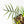 Philodendron Bipinnatifidum 'Tortum' Aurea Variegated (wk24-H)