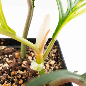 Philodendron Bipinnatifidum 'Tortum' Aurea Variegated (wk24-H)