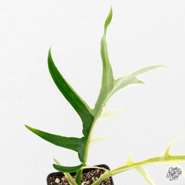 Philodendron Bipinnatifidum 'Tortum' Albo Variegated (wk2-L)