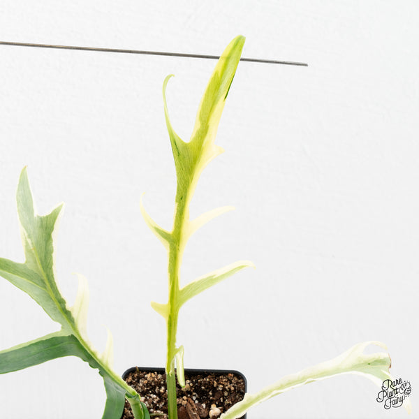 Philodendron Bipinnatifidum 'Tortum' Albo Variegated (wk2-L)