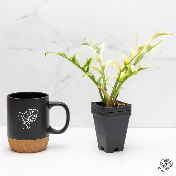 Philodendron Bipinnatifidum 'Tortum' Albo Variegated (wk5-L)