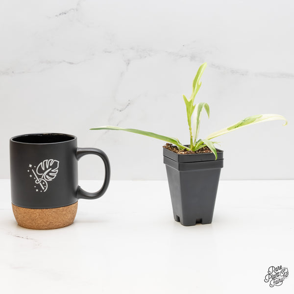 Philodendron Bipinnatifidum 'Tortum' Albo Variegated (wk5-M)