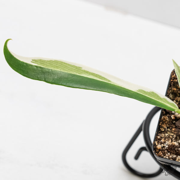 Philodendron Bipinnatifidum 'Tortum' Albo Variegated (wk5-M)