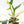 Philodendron Bipinnatifidum 'Tortum' Albo Variegated (wk24-F)