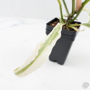 Philodendron Bipinnatifidum 'Tortum' Albo Variegated (wk24-F)