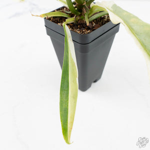 Philodendron Bipinnatifidum 'Tortum' Albo Variegated (wk24-F)