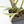 Philodendron Bipinnatifidum 'Tortum' Albo Variegated (wk24-F)