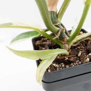 Philodendron Bipinnatifidum 'Tortum' Albo Variegated (wk24-F)