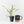 Philodendron Bipinnatifidum 'Tortum' Albo Variegated (wk24-F)