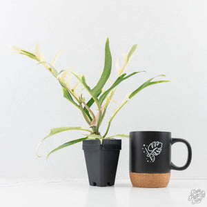 Philodendron Bipinnatifidum 'Tortum' Albo Variegated (wk24-F)