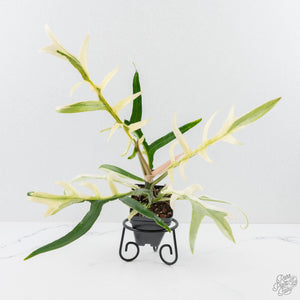 Philodendron Bipinnatifidum 'Tortum' Albo Variegated (wk24-F)