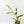Philodendron Bipinnatifidum 'Tortum' Albo Variegated (wk24-F)