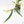 Philodendron Bipinnatifidum 'Tortum' Albo Variegated (wk24-F)