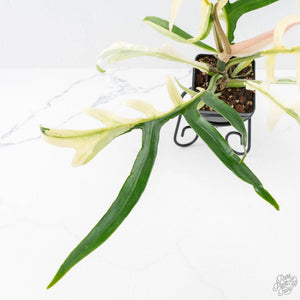 Philodendron Bipinnatifidum 'Tortum' Albo Variegated (wk24-F)