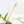 Philodendron Bipinnatifidum 'Tortum' Albo Variegated (wk24-F)