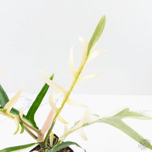 Philodendron Bipinnatifidum 'Tortum' Albo Variegated (wk24-F)