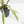 Philodendron Bipinnatifidum 'Tortum' Albo Variegated (wk24-F)