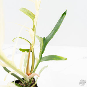 Philodendron Bipinnatifidum 'Tortum' Albo Variegated (wk24-F)