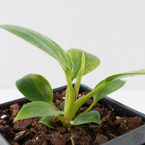 Philodendron 'Birkin' Aurea Variegated (wk40-L313)