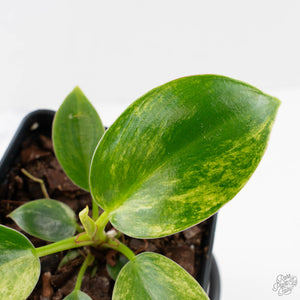 Philodendron 'Birkin' Aurea Variegated (wk40-L313)