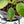 Philodendron 'Birkin' Aurea Variegated (wk40-L313)