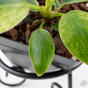 Philodendron 'Birkin' Aurea Variegated (wk40-L313)