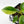 Philodendron 'Birkin' Aurea Variegated (wk40-L313)
