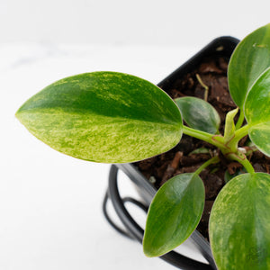 Philodendron 'Birkin' Aurea Variegated (wk40-L313)