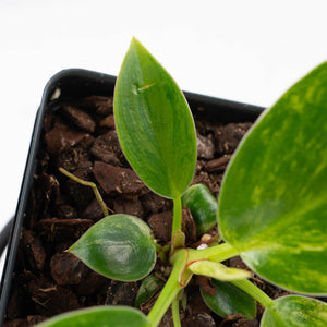 Philodendron 'Birkin' Aurea Variegated (wk40-L313)