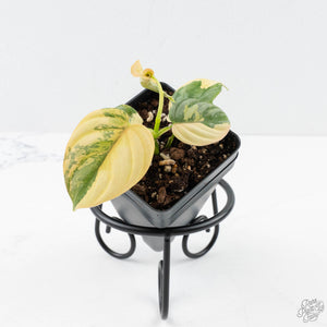 Philodendron Brandtianum Variegated (wk26-D)