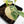 Philodendron Brandtianum Variegated (wk26-D)