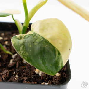 Philodendron Brandtianum Variegated (wk26-D)