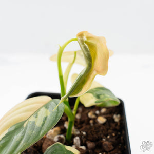 Philodendron Brandtianum Variegated (wk26-D)