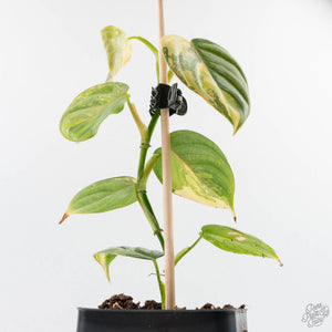 Philodendron Brandtianum Variegated (wk29-B)