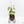 Philodendron Brandtianum Variegated (wk29-B)
