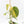 Philodendron Brandtianum Variegated (wk29-B)