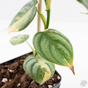 Philodendron Brandtianum Variegated (wk29-B)