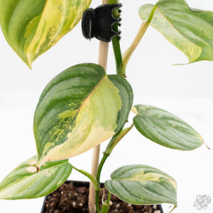 Philodendron Brandtianum Variegated (wk29-B)