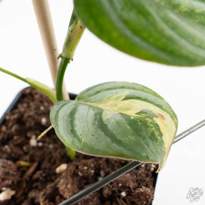 Philodendron Brandtianum Variegated (wk29-B)