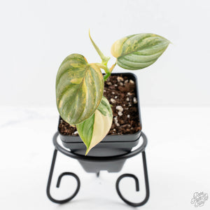 Philodendron Brandtianum Variegated (wk25-D)