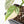 Philodendron Brandtianum Variegated (wk25-D)