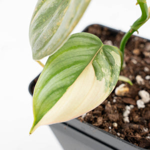 Philodendron Brandtianum Variegated (wk25-D)